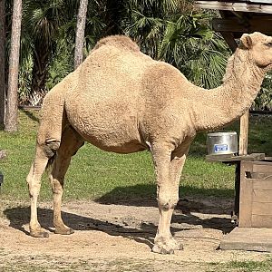 Dromedary