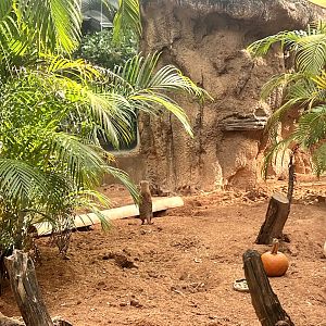 Meerkat Exhibit