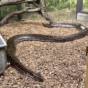 Burmese Python