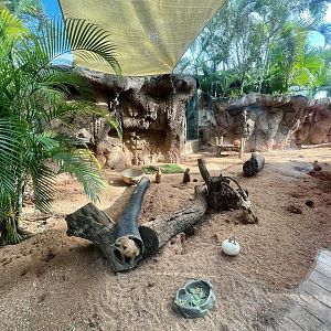Meerkat Exhibit