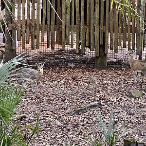Klipspringer Exhibit