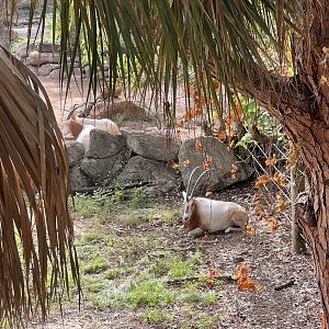 Scimitar-horned Oryx