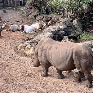White Rhinoceros and Scimitar-horned Oryx