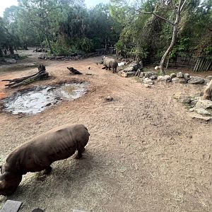 White Rhinoceros Exhibit