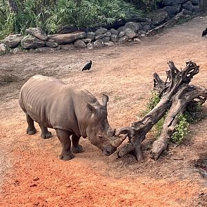 White Rhinoceros