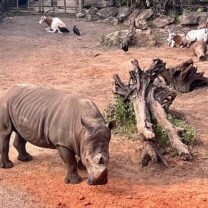 White Rhinoceros