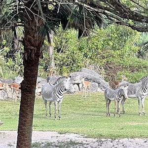 Grevy Zebras and Impala