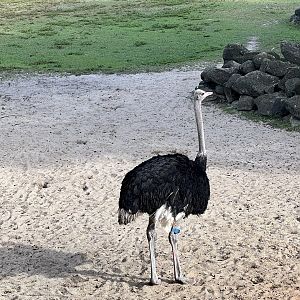 Ostrich