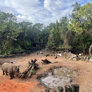 White Rhinoceros Exhibit