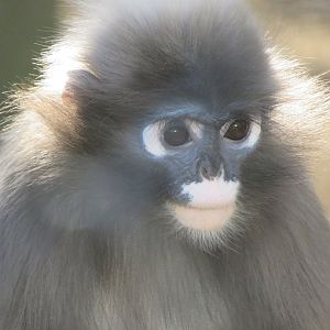 Dusky langur