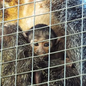 Infant white-faced saki, Banham Zoological Gardens