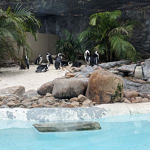 Nairobi - African penguins