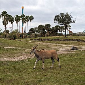 Serengeti Plains (train ride) - Eland
