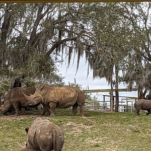 Serengeti Plains (train ride) - White rhino