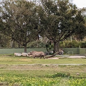 Serengeti Plains (train ride) - Black rhino