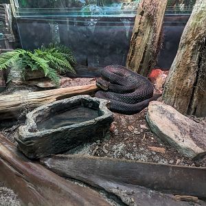 Animal Connections - Florida cottonmouth