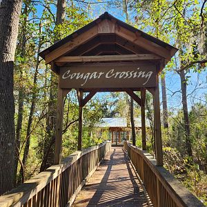 Oatland Island Wildlife Center (2023) - Cougar Crossing