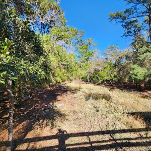 Oatland Island Wildlife Center (2023) - Alligator exhibit