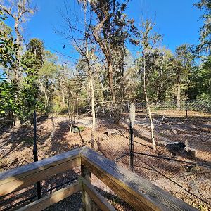 Oatland Island Wildlife Center (2023) - Red Fox exhibit