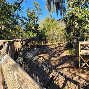 Oatland Island Wildlife Center (2023) - Bobcat exhibit