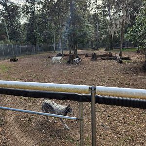 Oatland Island Wildlife Center (2023) - Gray Wolf exhibit