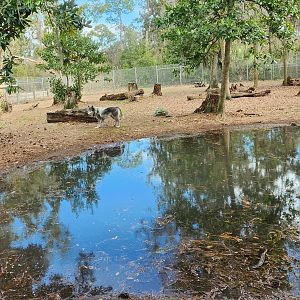 Oatland Island Wildlife Center (2023) - Gray Wolf