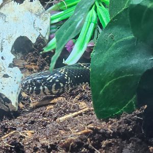 Oatland Island Wildlife Center (2023) - Common King Snake