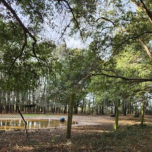 Oatland Island Wildlife Center (2023) - Bison exhibit