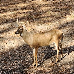 Oatland Island Wildlife Center (2023) - White-tailed Deer