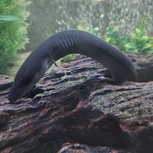 Oatland Island Wildlife Center (2023) - Two-toed Amphiuma