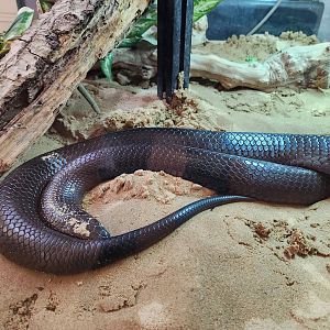 Oatland Island Wildlife Center (2023) - Indigo Snake
