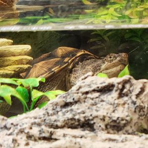 Oatland Island Wildlife Center (2023) - Common Snapping Turtle