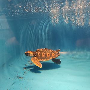 Tybee Island Marine Center - Baby Loggerhead