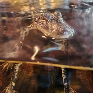 Tybee Island Marine Center - American Alligator juvenile