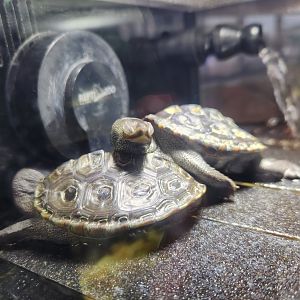 Tybee Island Marine Center - Diamondback Terrapin hatchlings