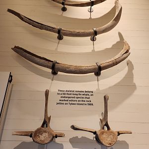 Tybee Island Marine Center - Whale bones