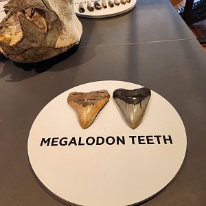 Tybee Island Marine Center - Megalodon teeth