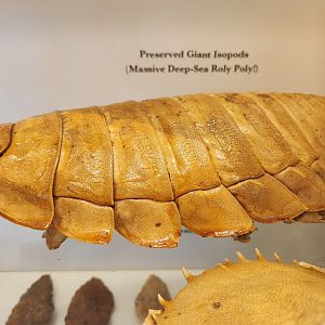 Tybee Island Marine Center - Giant Isopod