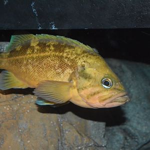 Steindachner's rockfish (Sebastes steindachneri)