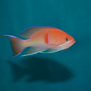 Red-belted anthias (Pseudanthias rubrizonatus)