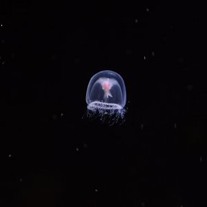 Immortal jellyfish (Turritopsis cf. pacifica)