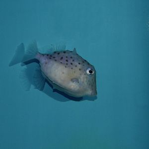 Deepwater boxfish (Kentrocapros aculeatus)