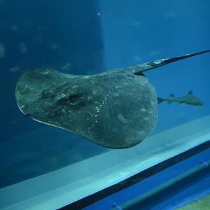 Pitted stingray (Bathytoshia matsubarai)
