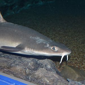 Mandarin dogfish (Cirrhigaleus barbifer)