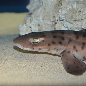 Bali catshark (Atelomycterus baliensis)