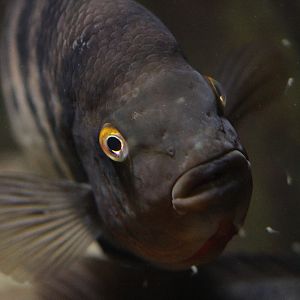 Flaveolus cichlid (Amphilophus flaveolus) with fry
