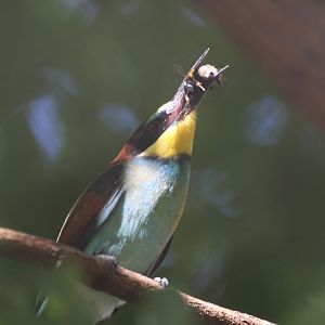 European bee-eater (Merops apiaster) with Bombus lucorum