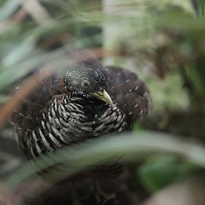 Barred buttonquail (Common bustard quail)