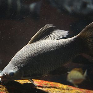 Longfin labeo (Labeo longipinnis)