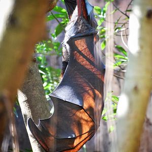 Jan. 2023 - Maharajah Jungle Trek - Malayan Flying Fox